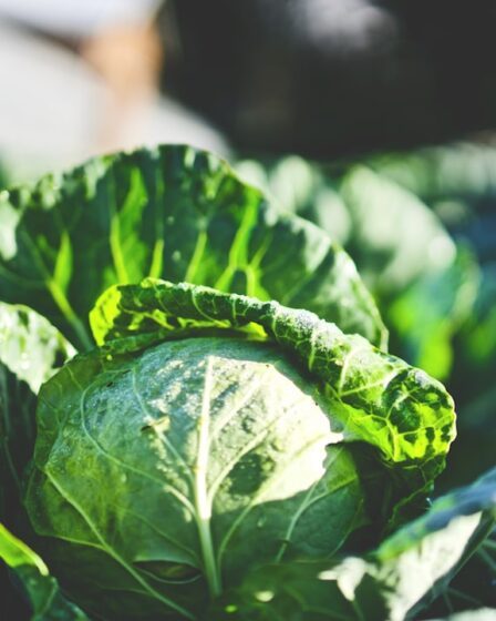 Photo Diet soup with cabbage recipe