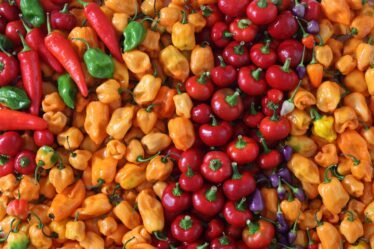 Photo Image: Dried Poblano Pepper Nouns: Poblano, Pepper, Dried