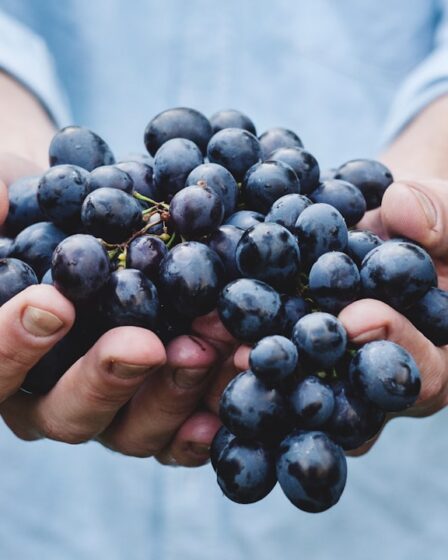 Photo eggplant food recipes