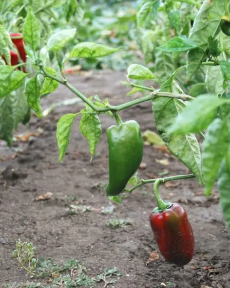 Photo Pepper plant