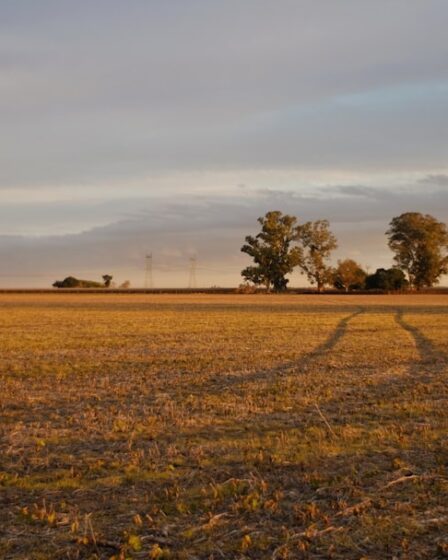 Photo Image: Pepper field