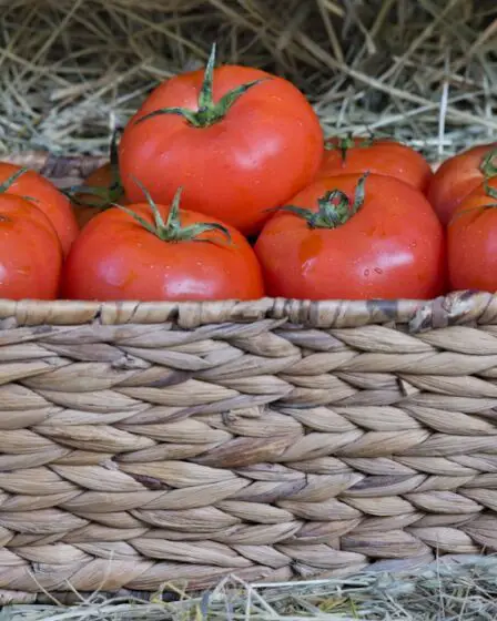 Photo Ingredients: dried peppers, tomatoes, onions, cilantro