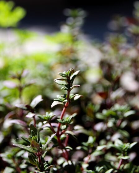 Photo Herbs, Thyme