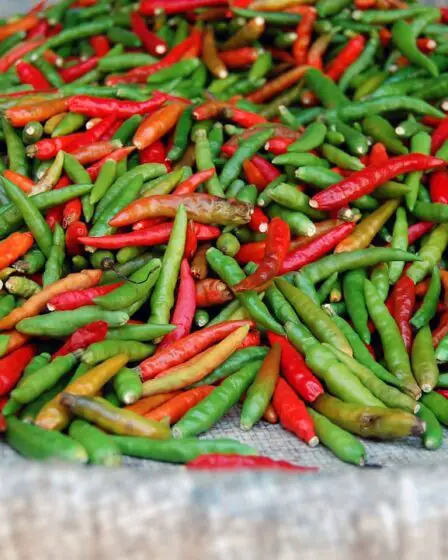 Photo Thai chili pepper