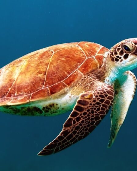 Photo Underwater dining