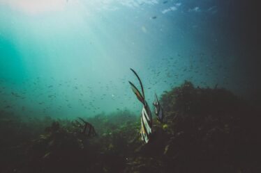 Photo Underwater dining