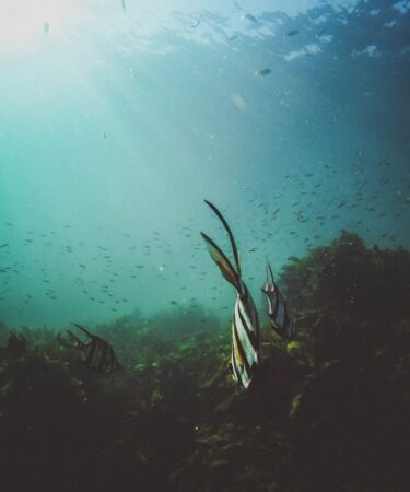 Photo Underwater dining