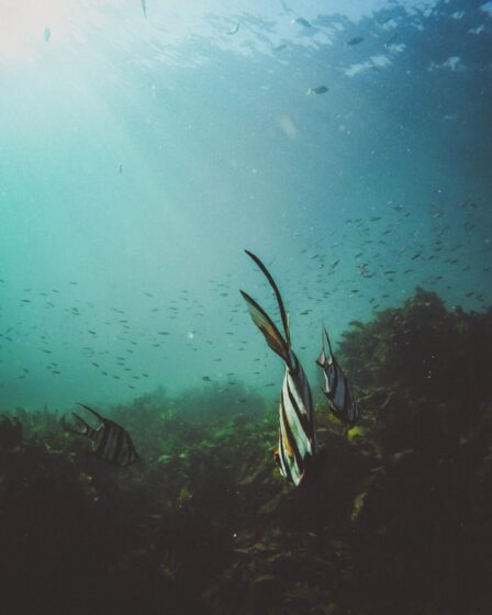 Photo Underwater dining