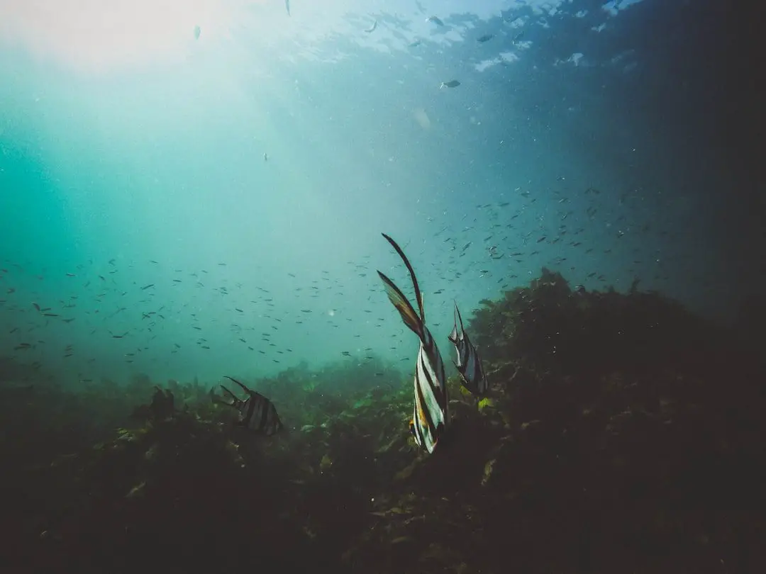 Photo Underwater dining