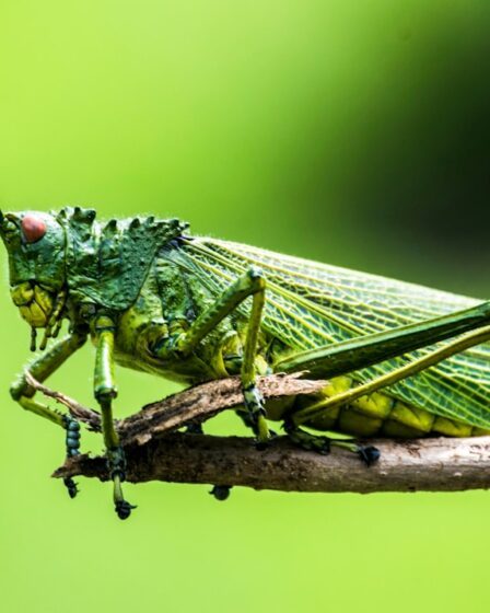 Photo Fried insects