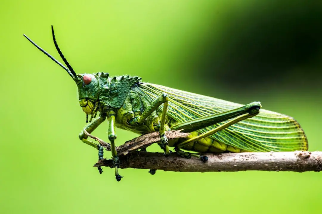 Photo Fried insects