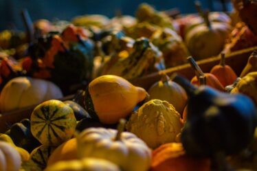 Photo Buttercup squash slices