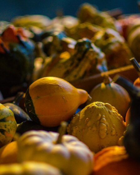 Photo Buttercup squash slices