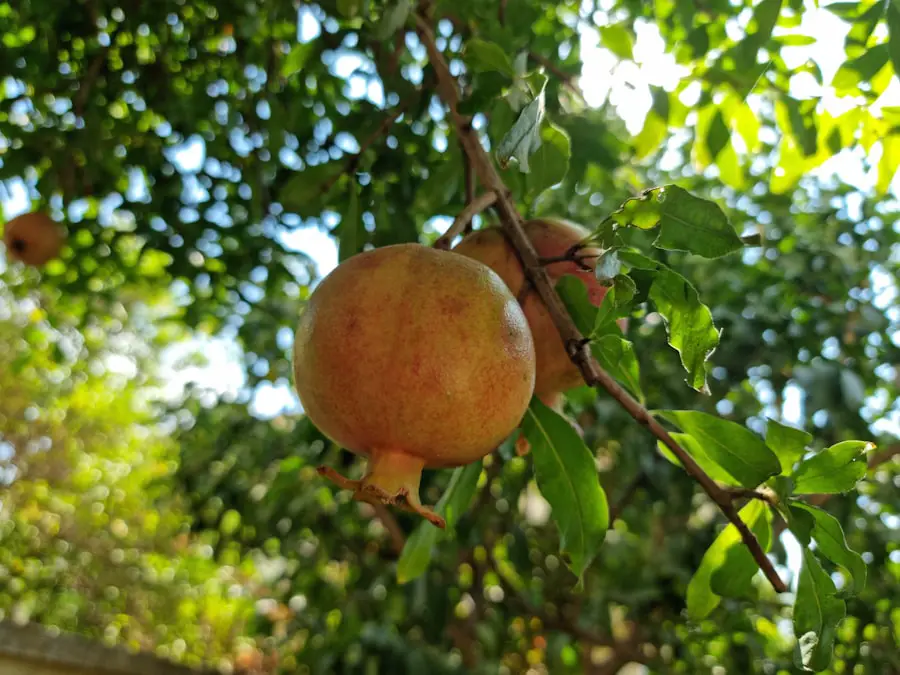 Mango orchard