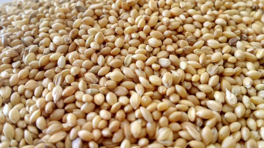 Photo Fermented Millet