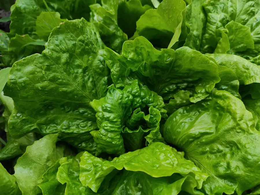 Photo Spinach Salad Recipes