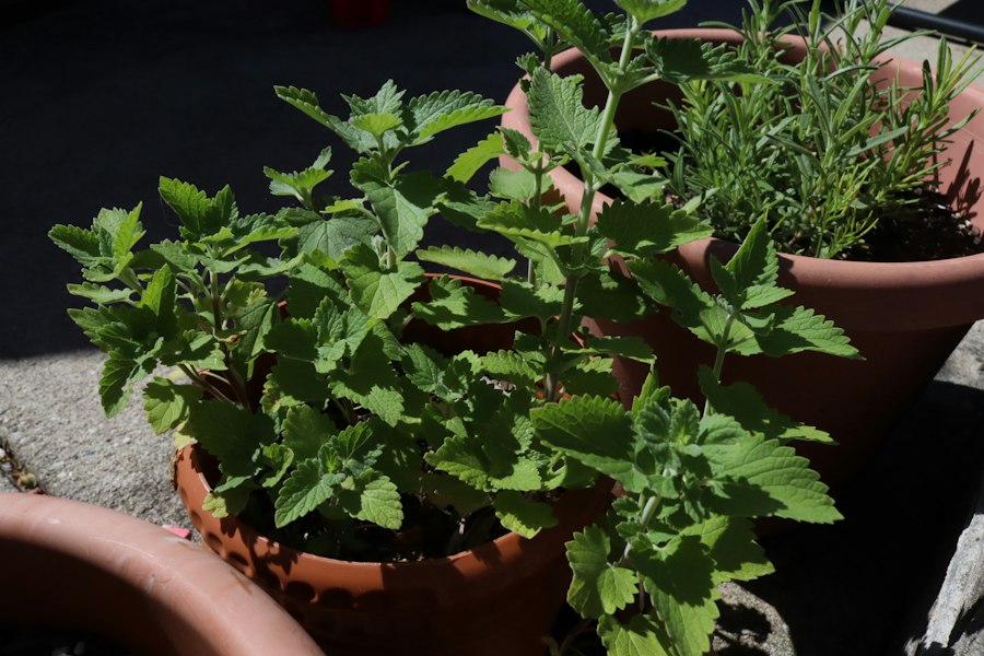 Photo grow fresh cooking herbs