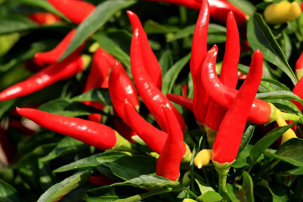 A cayenne pepper plant with green and red peppers