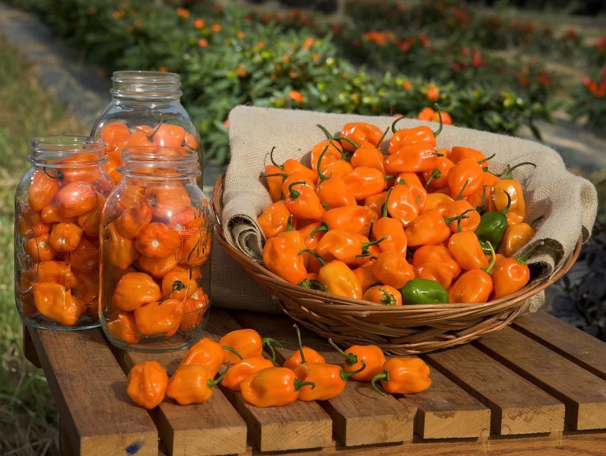 Habanero peppers surrounded by images representing their health benefits, such as vitamins, antioxidants, and capsaicin.