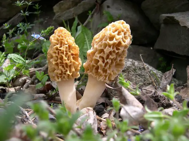 Morel mushrooms growing under a hardwood tree