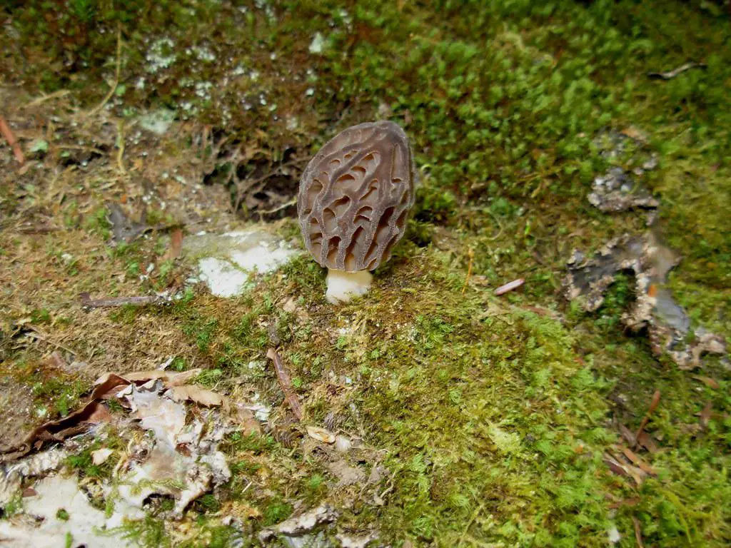 Morel mushrooms growing among the roots of trees and forest undergrowth