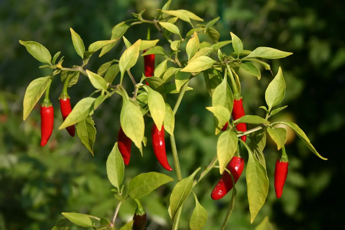 A Red Thai chili plant bearing numerous bright red chili peppers