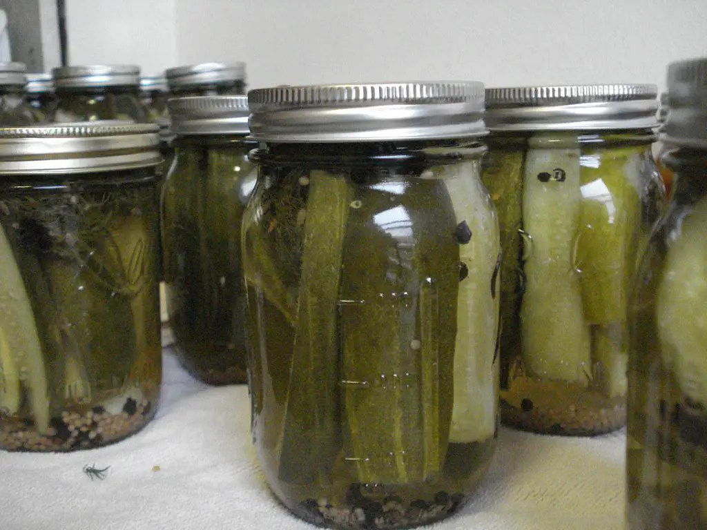 Jars of homemade refrigerator dill pickles with fresh dill and spices visible